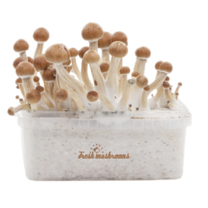 mushroom grow kit golden teacher